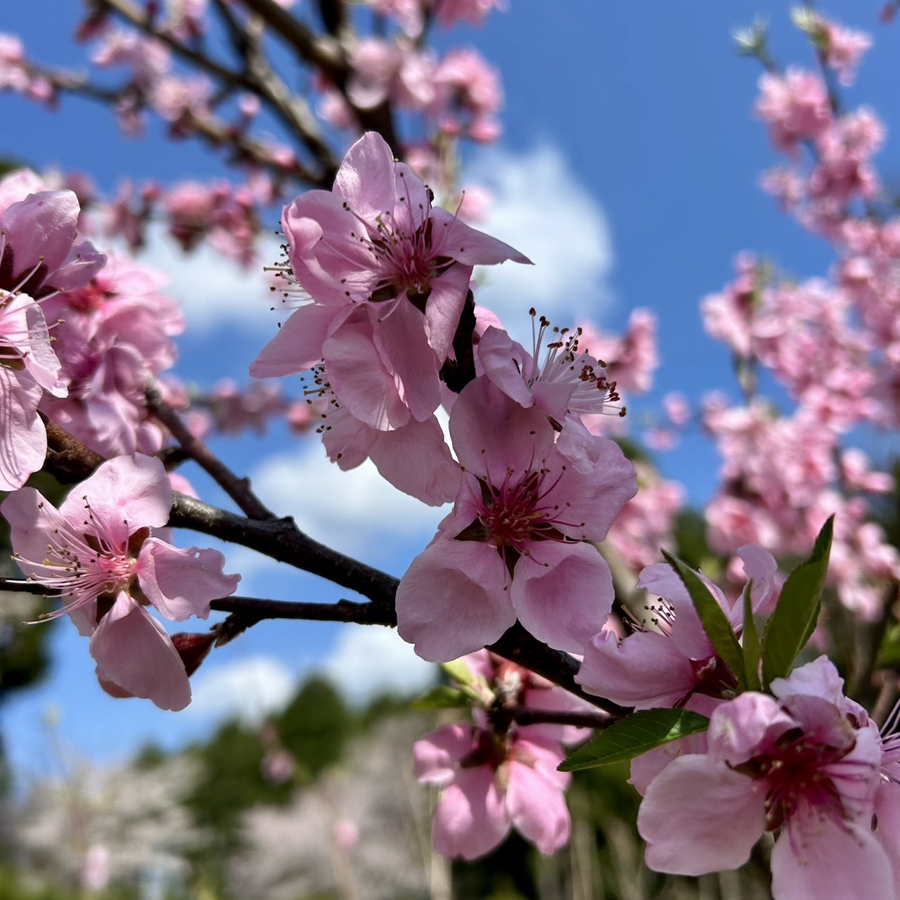 本日のおすすめ【鰯刺身・鰯にぎり】