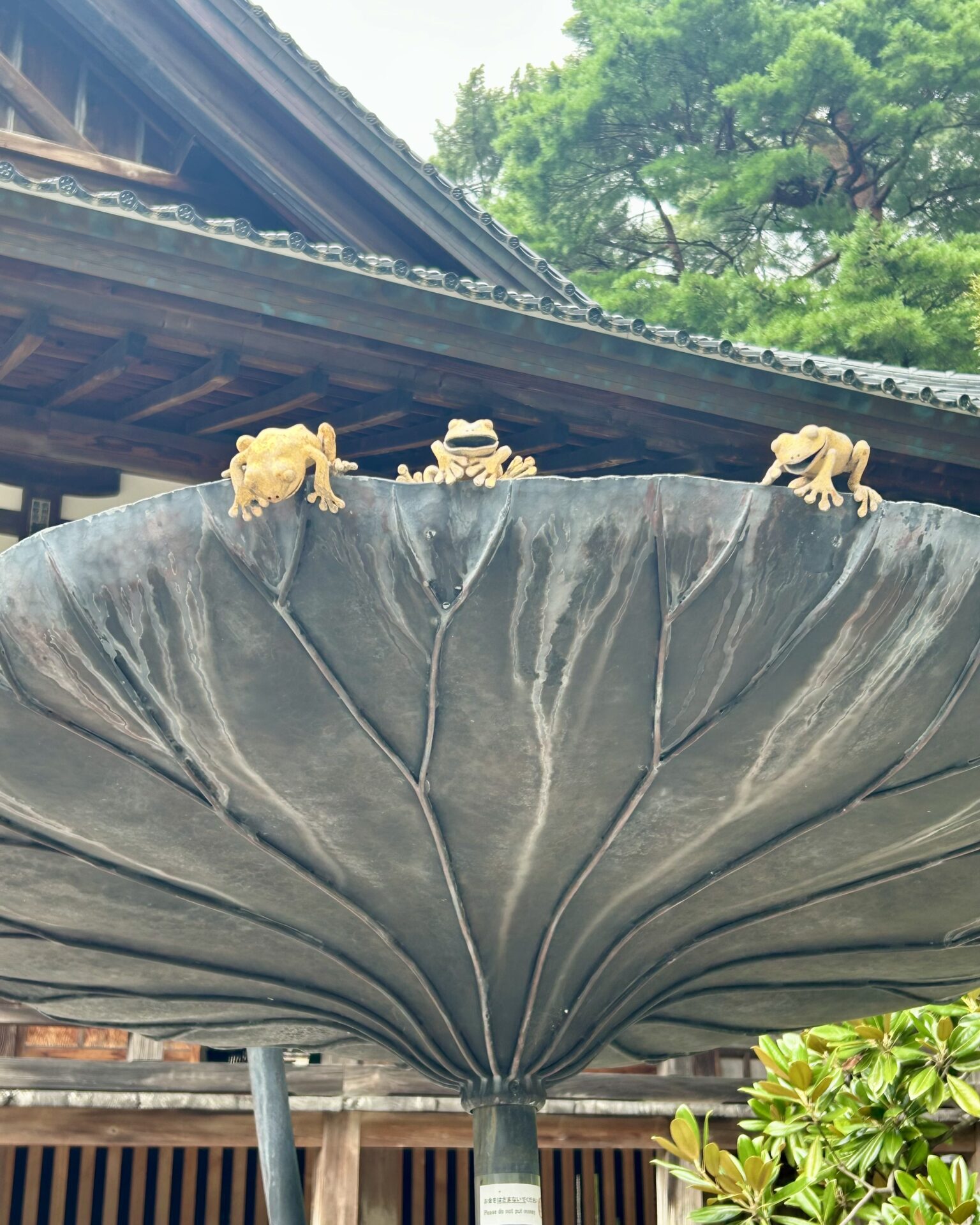 本日のおすすめ【鰯たたき・鰯軍艦】