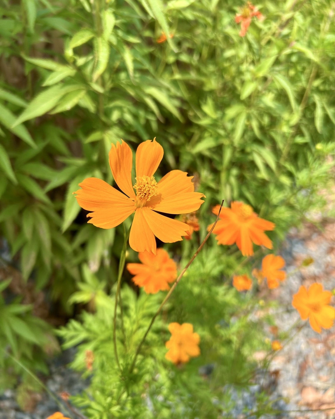 本日のおすすめ【鰯たたき・鰯軍艦】