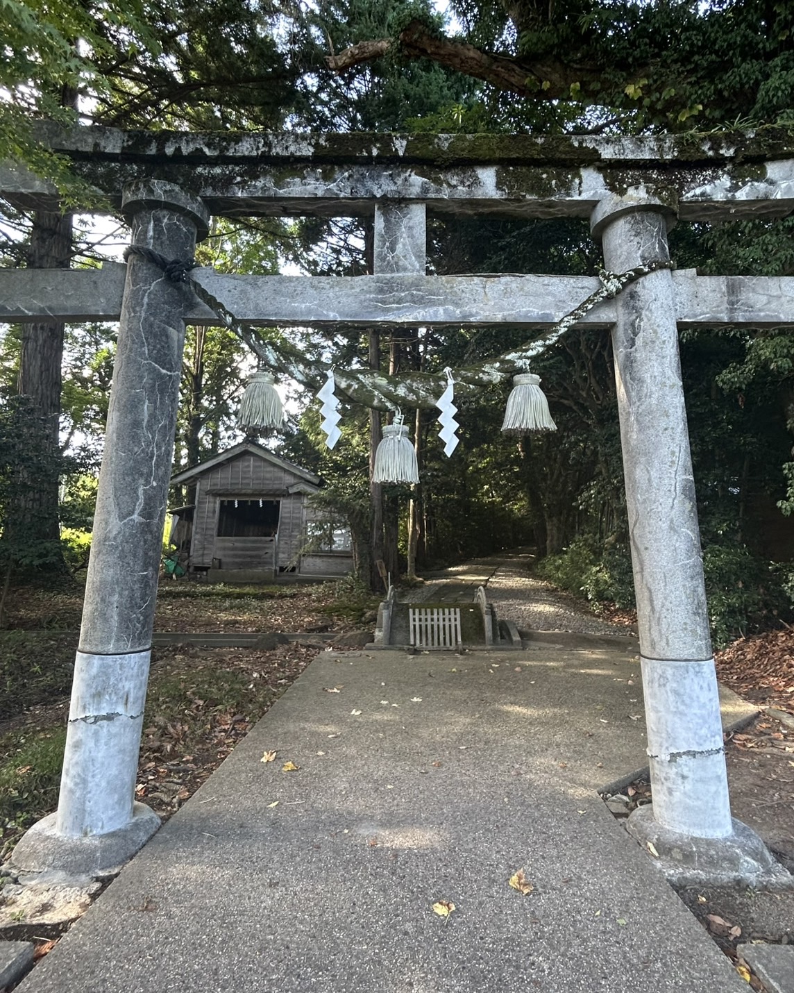 本日のおすすめ【鰯たたき・鰯軍艦】