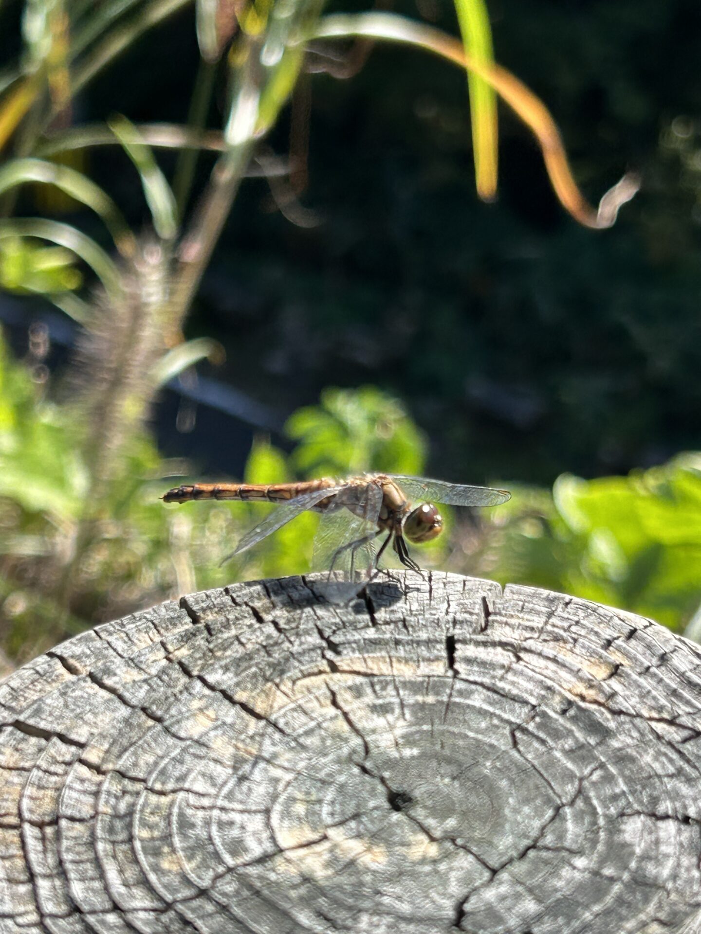 本日のおすすめ【鰯たたき・鰯軍艦】