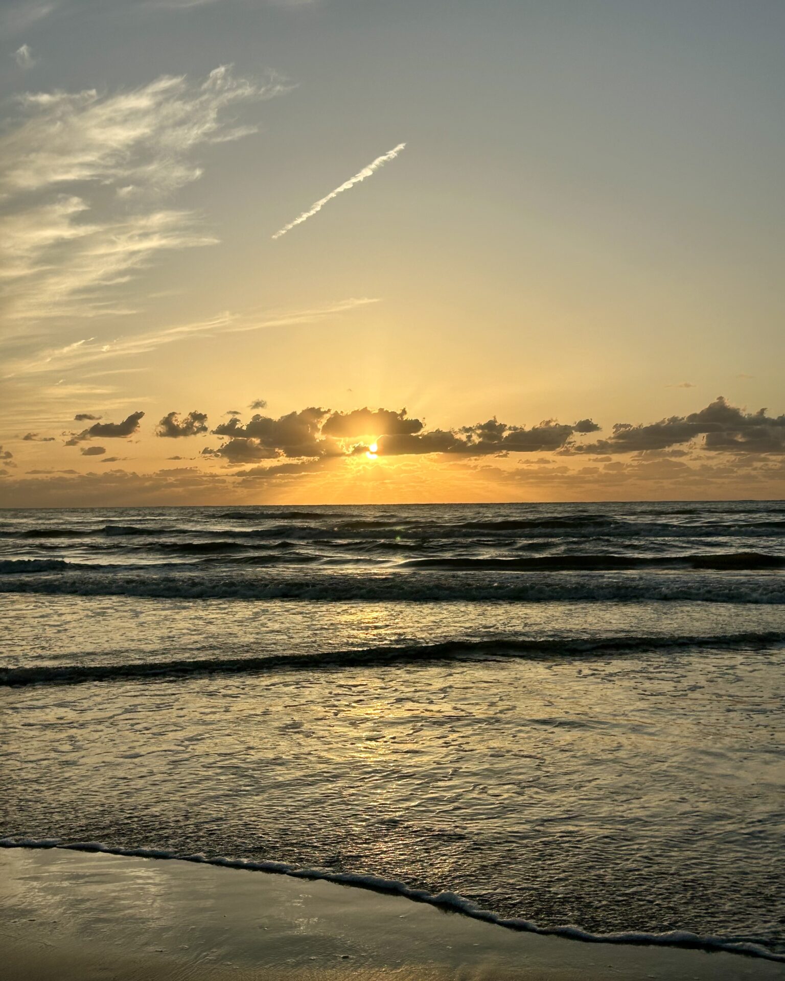 本日のおすすめ【鰯たたき・鰯軍艦】