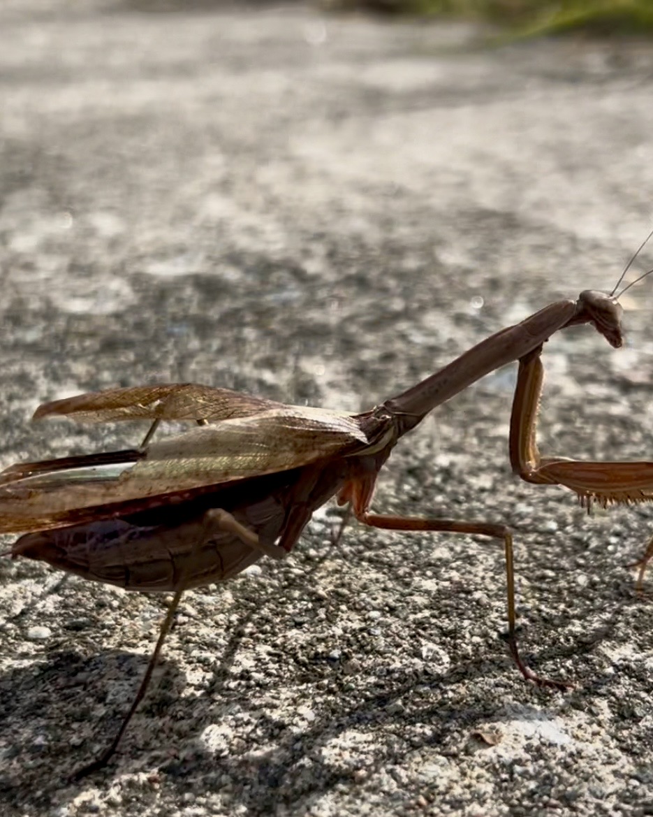 本日のおすすめ【鰯たたき・鰯軍艦】