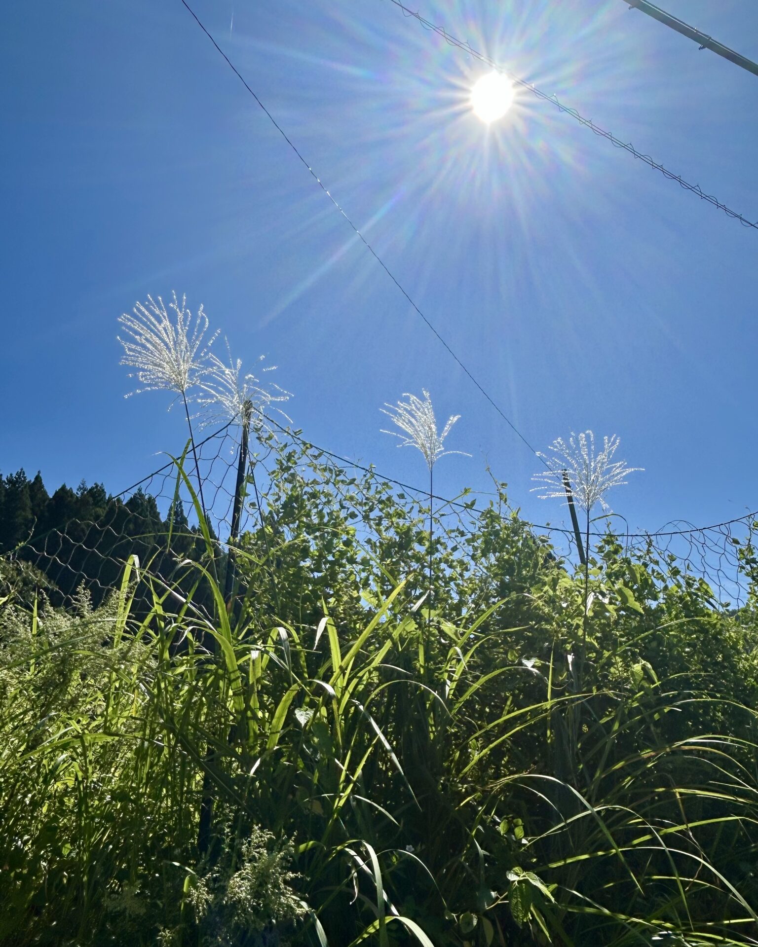 本日のおすすめ【鰯たたき・鰯軍艦】