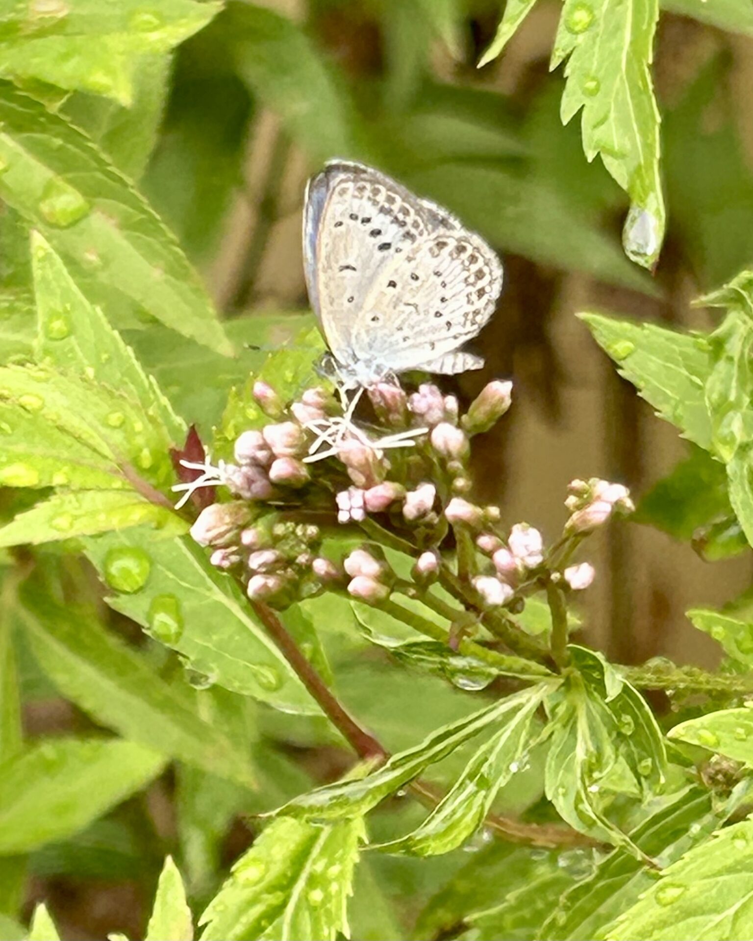 本日のおすすめ【鰯たたき・鰯軍艦】