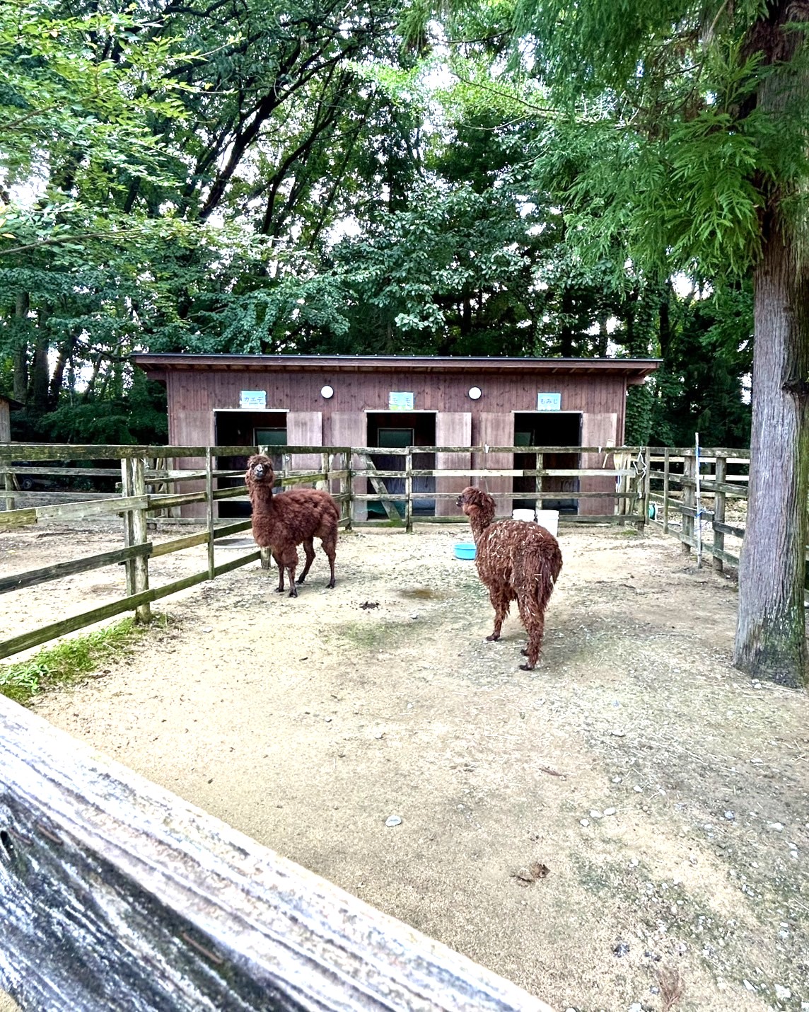 本日のおすすめ【鰯たたき・鰯軍艦】
