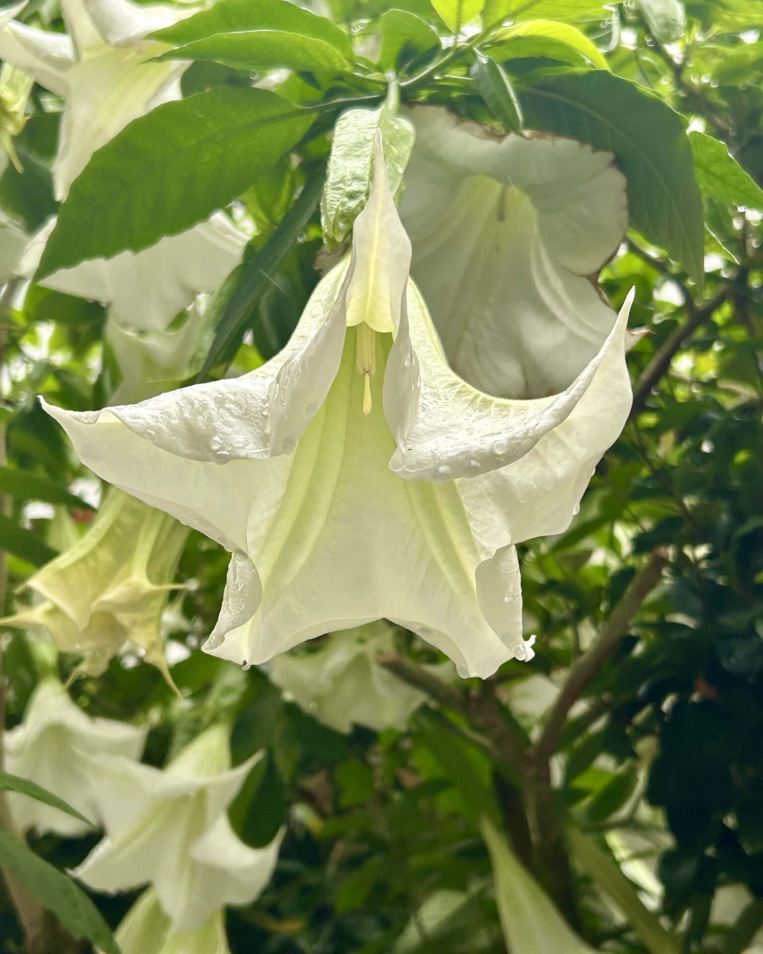 本日のおすすめ【鰯たたき・鰯軍艦・鰯組おでん】