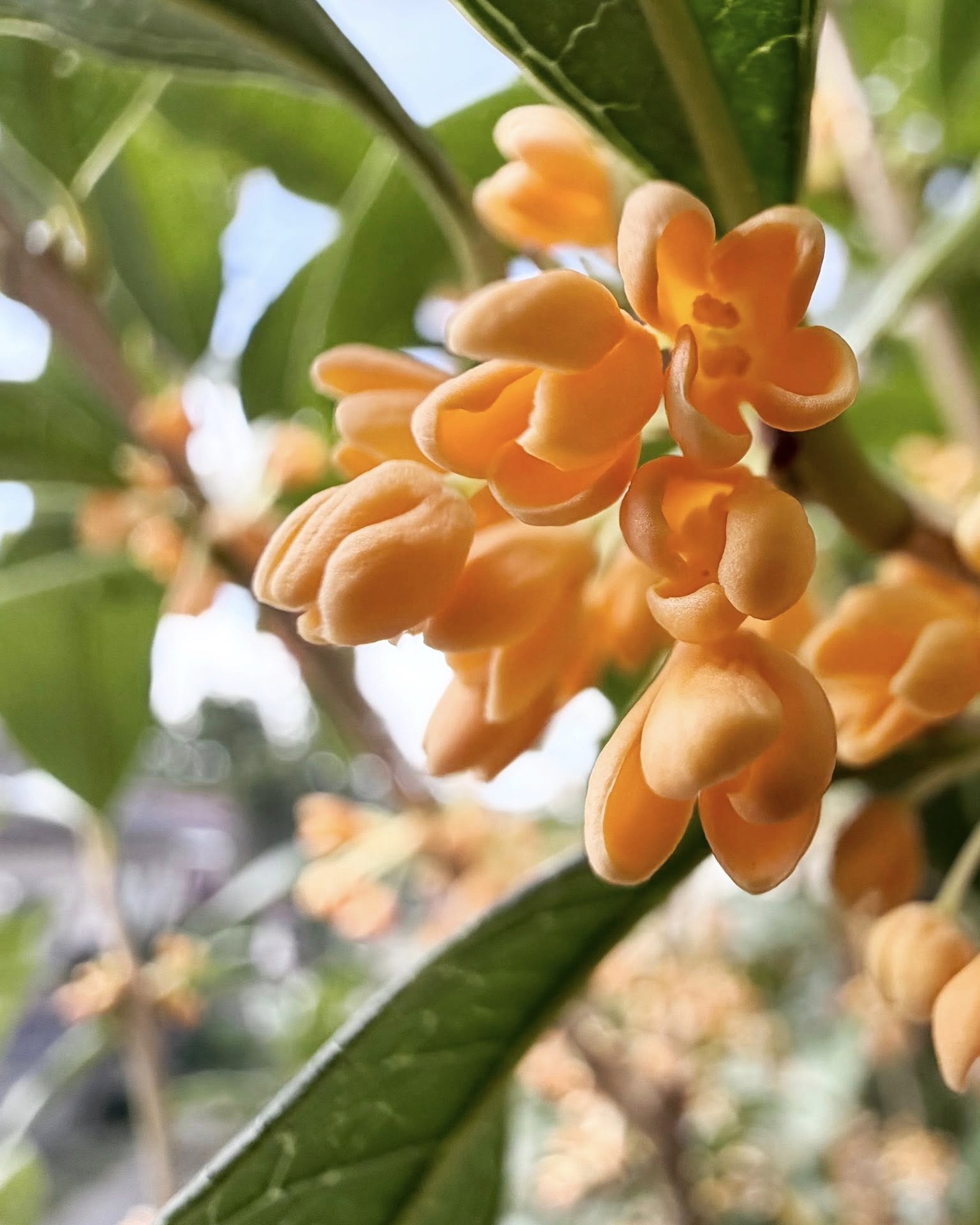本日のおすすめ【鰯たたき・鰯軍艦】
