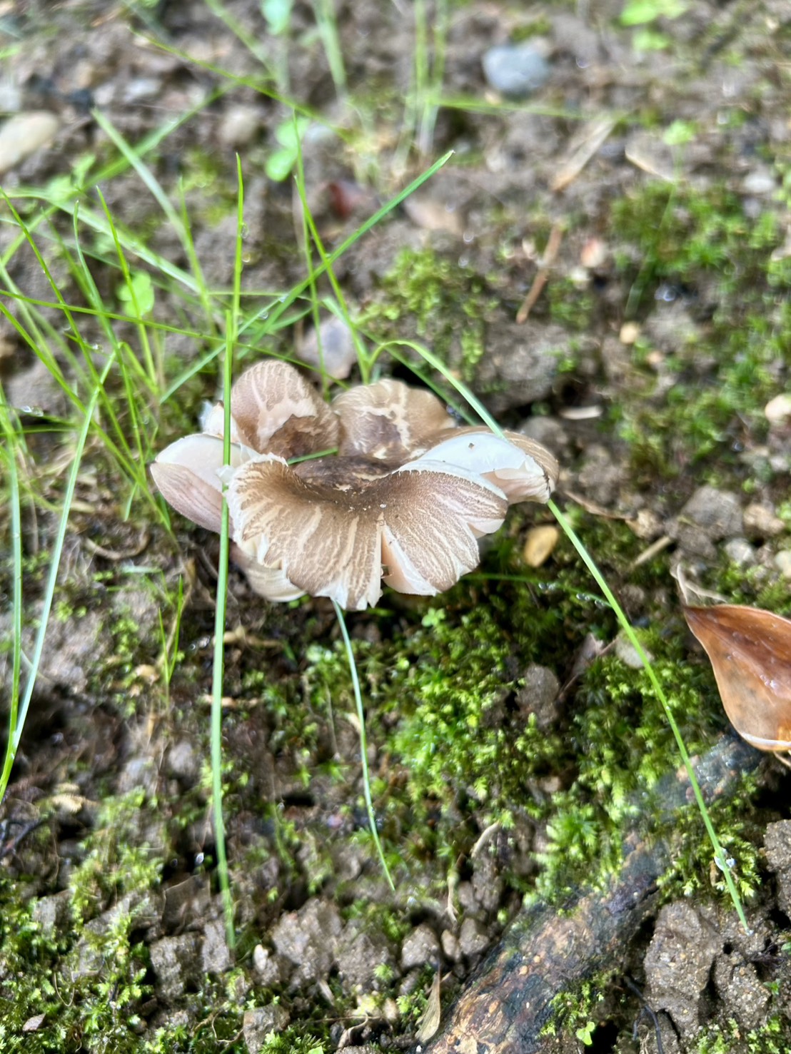 本日のおすすめ【鰯たたき・鰯軍艦・温かいラーメンはじめ〼】