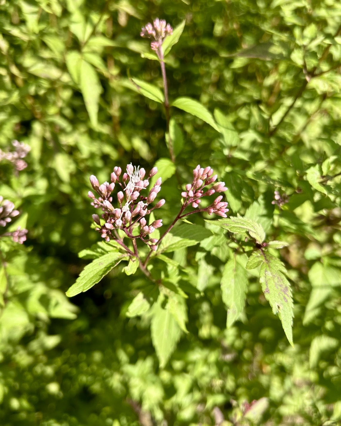 本日のおすすめ【鰯たたき・鰯軍艦・温かいラーメンはじめ〼】