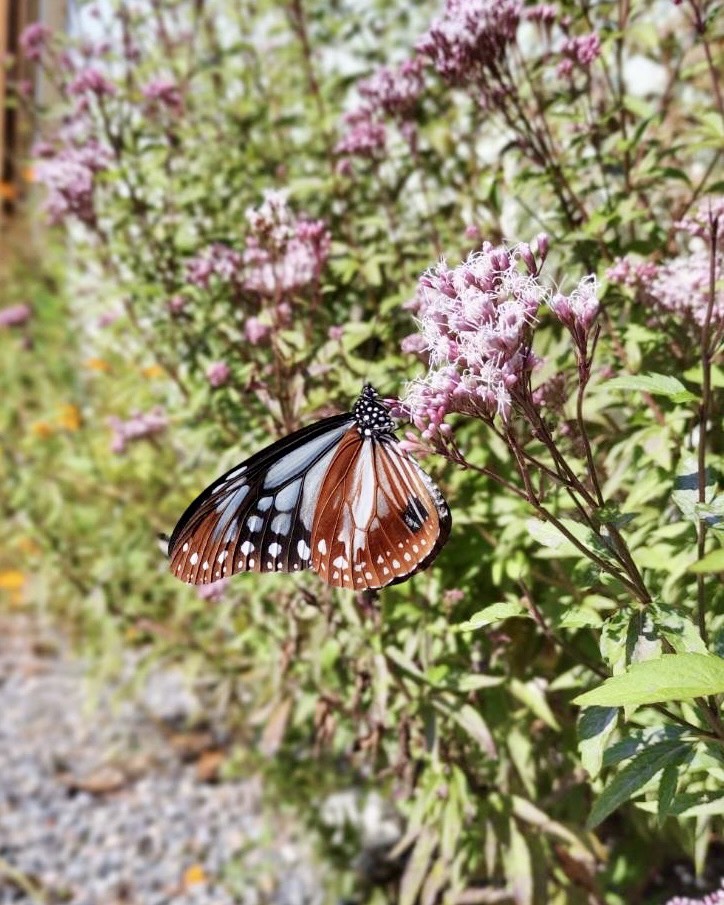 本日のおすすめ【鰯たたき・鰯軍艦・おでんはじめ〼】