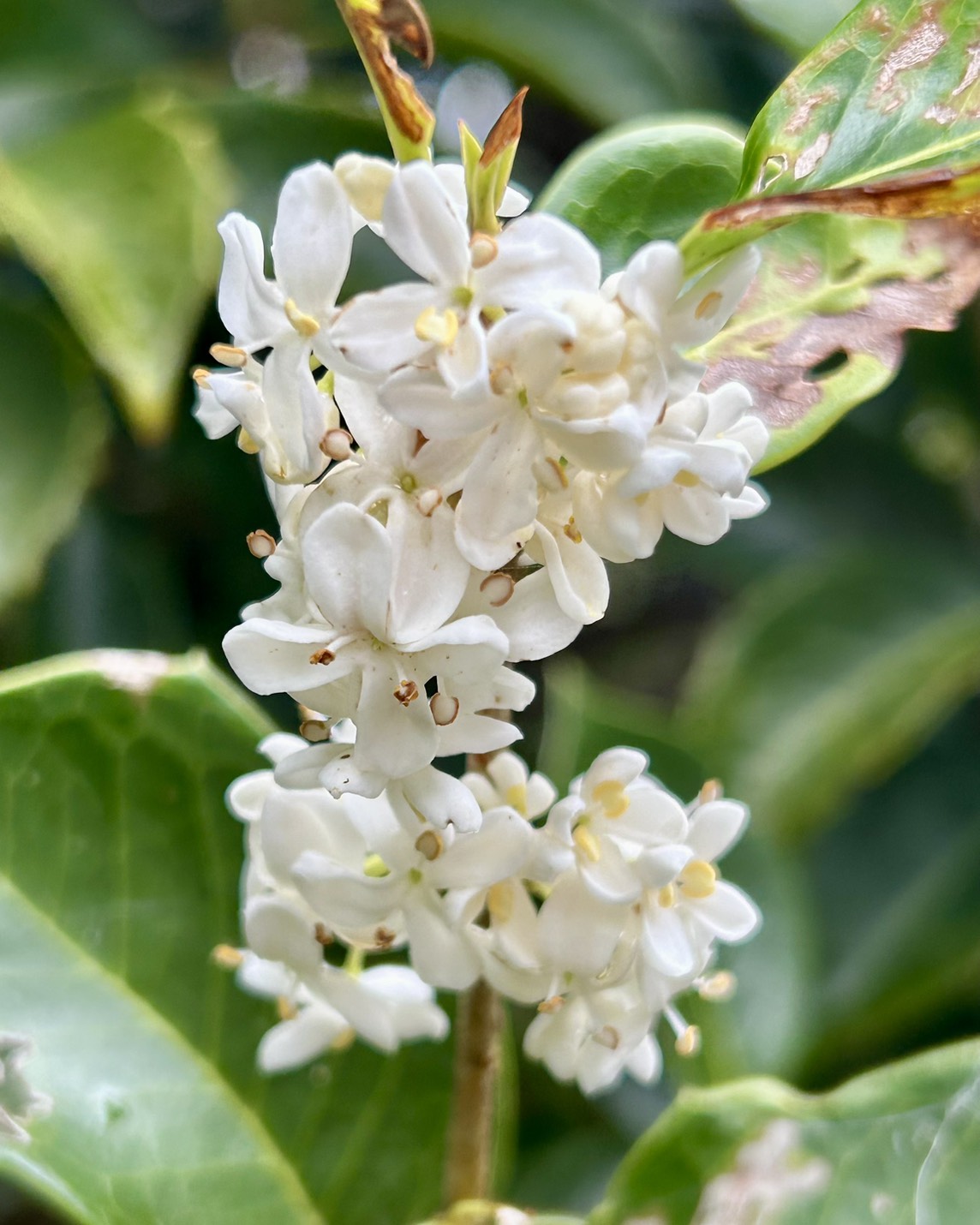 本日のおすすめ【鰯たたき・鰯軍艦・鰯組おでん】