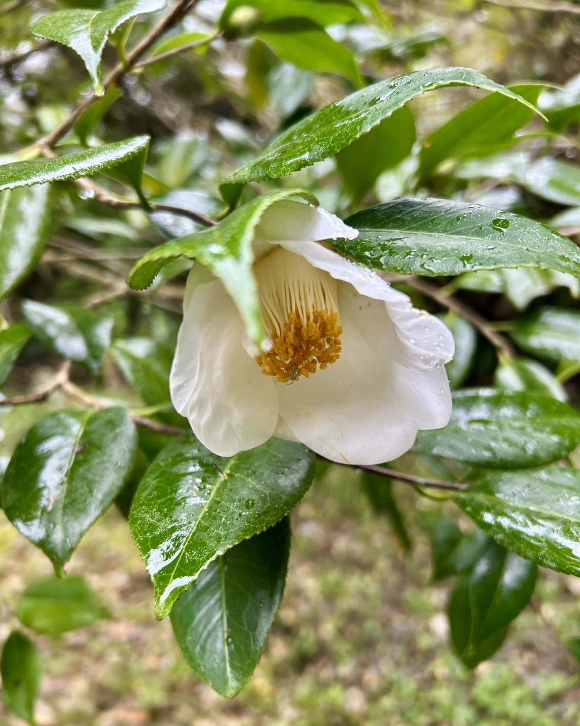 本日のおすすめ【鰯たたき・鰯軍艦・鰯組おでん】