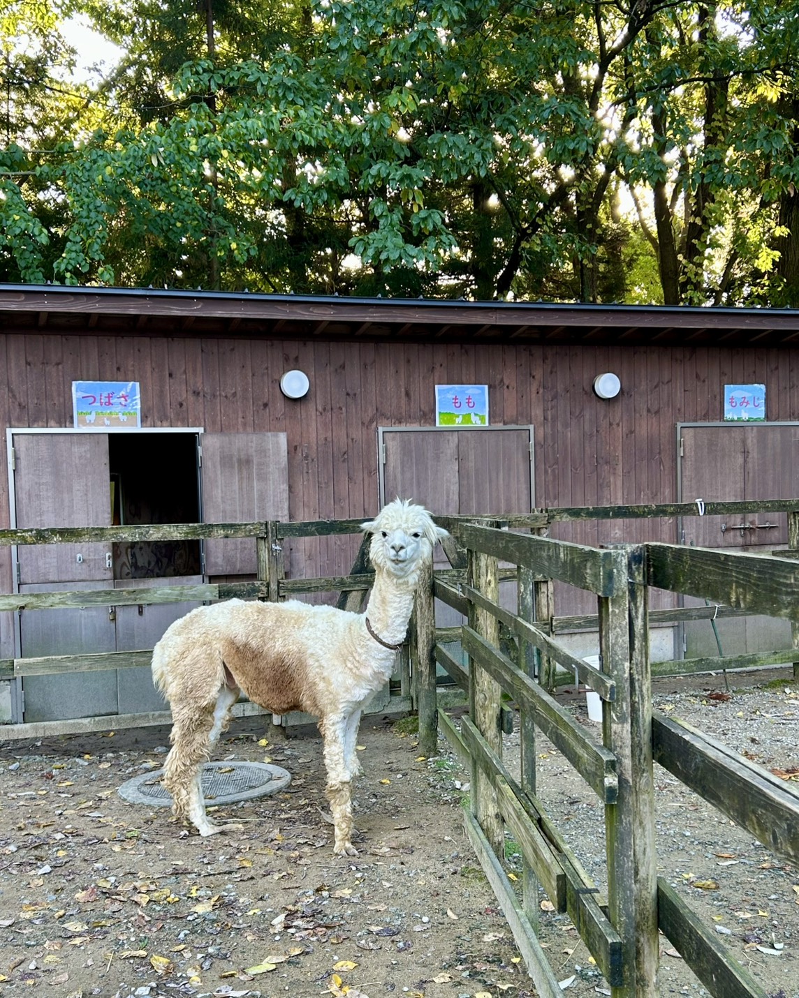 本日のおすすめ【鰯たたき・鰯軍艦・鰯組おでん】