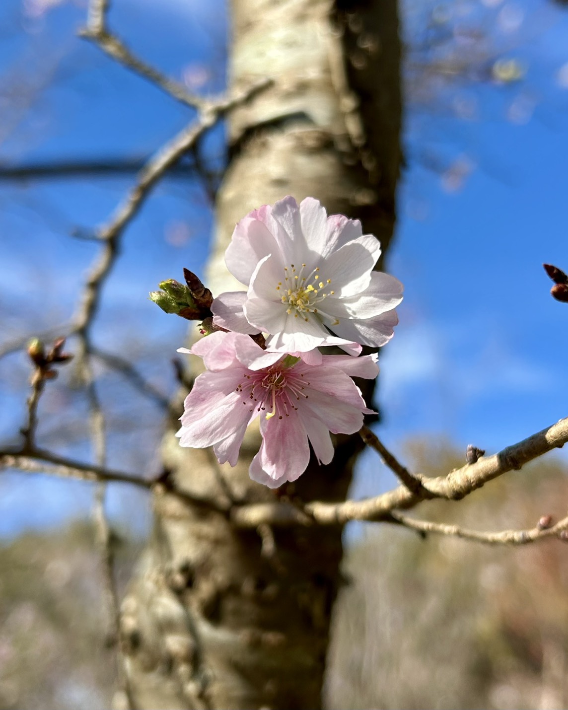 本日のおすすめ【鰯たたき・鰯軍艦・鰯組おでん】