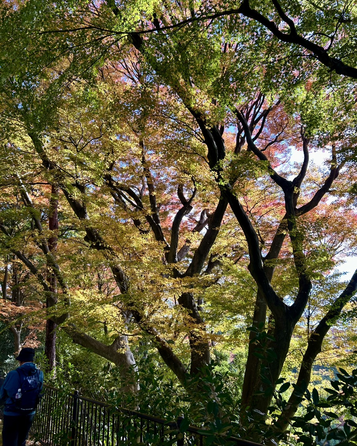 本日のおすすめ【鰯たたき・鰯軍艦】