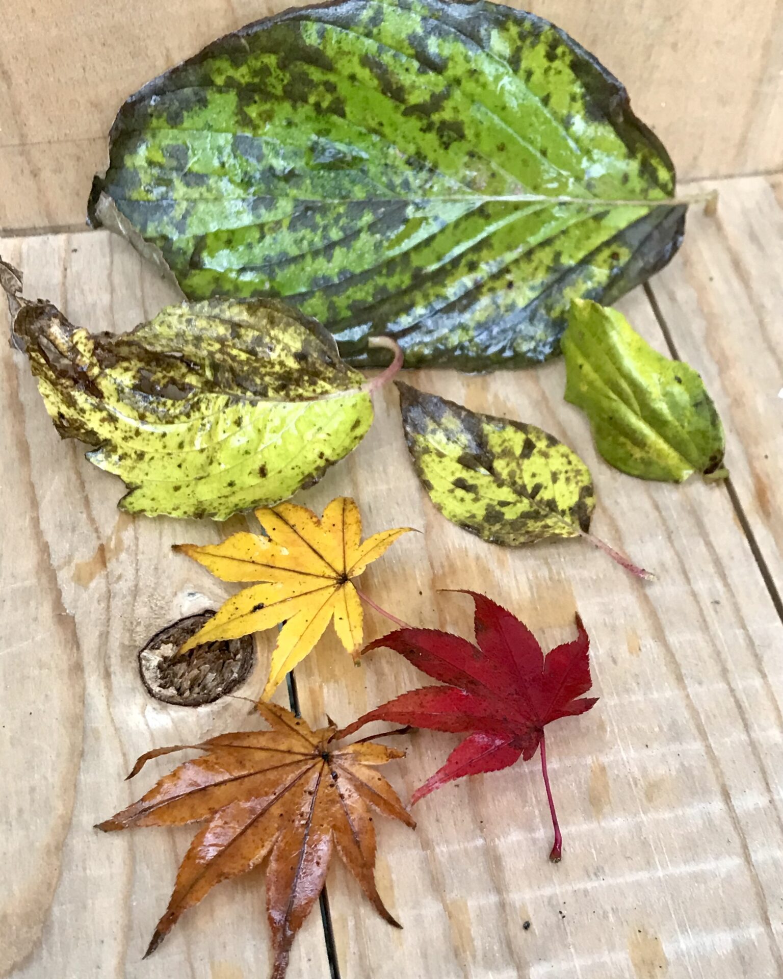 本日のおすすめ【鰯たたき・鰯軍艦・鰯塩焼】