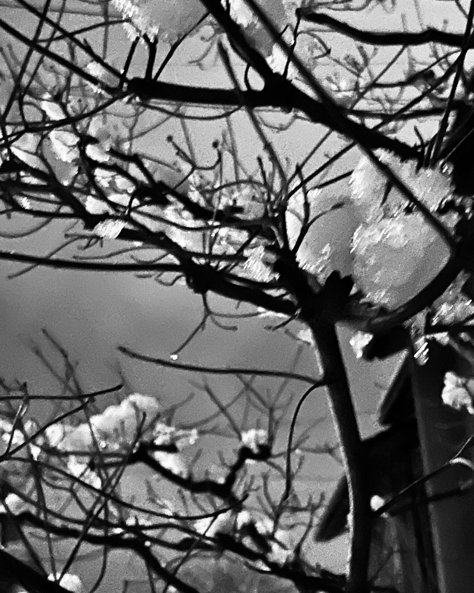 本日のおすすめ【鰯たたき・鰯軍艦・鰯塩焼】