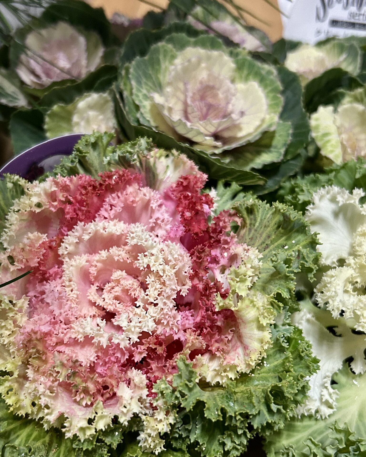 本日のおすすめ【鰯たたき・鰯軍艦・鰯塩焼】