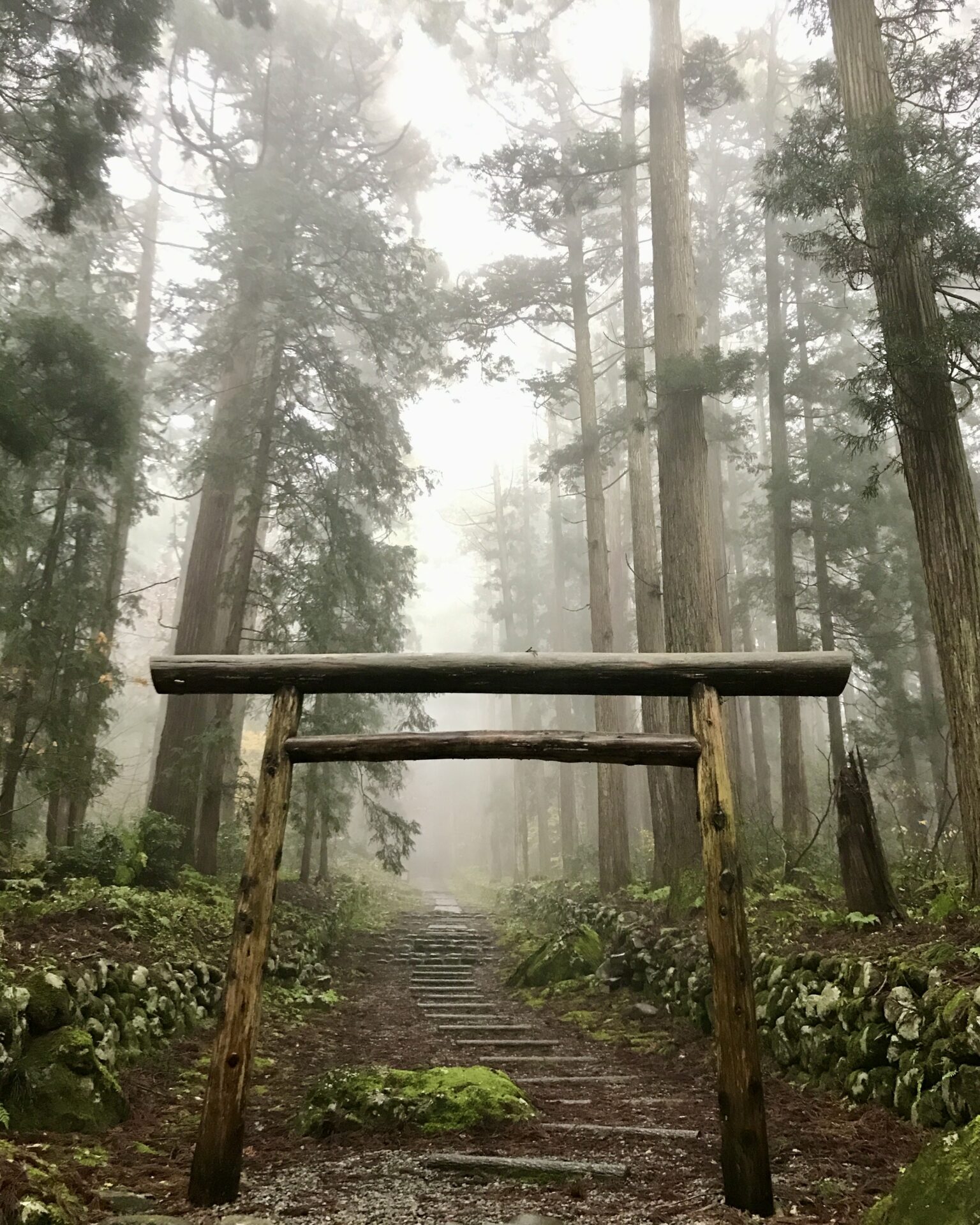 本日のおすすめ【鰯たたき・鰯軍艦・鰯塩焼】