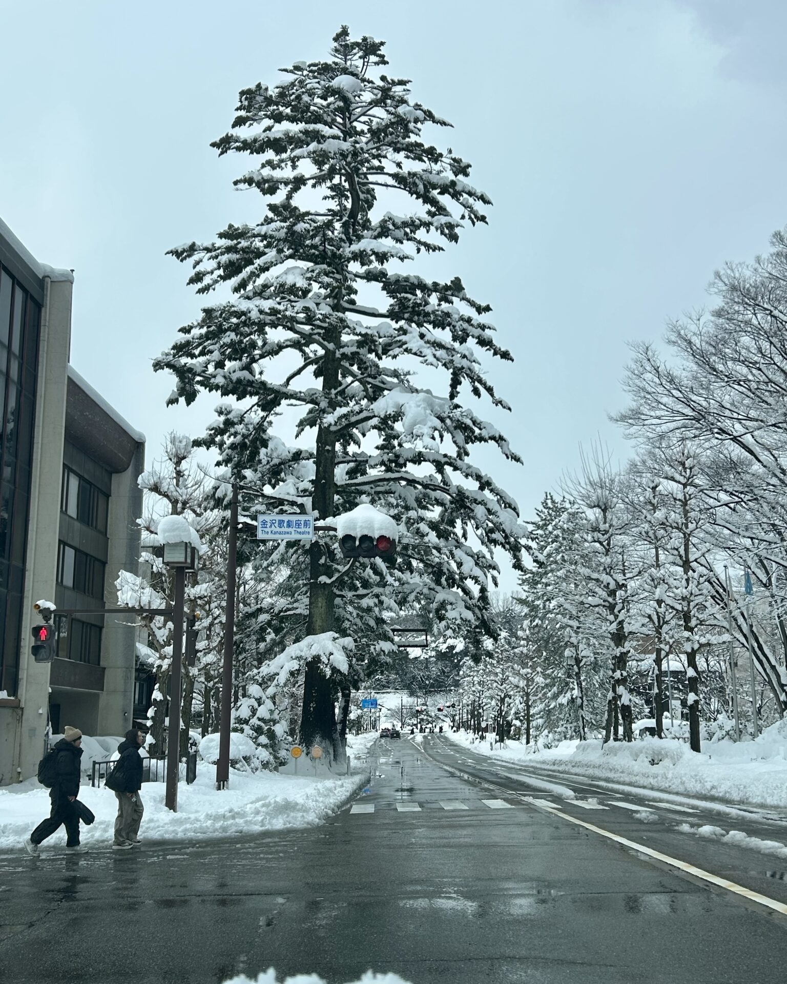 本日のおすすめ【鰯たたき・鰯軍艦】
