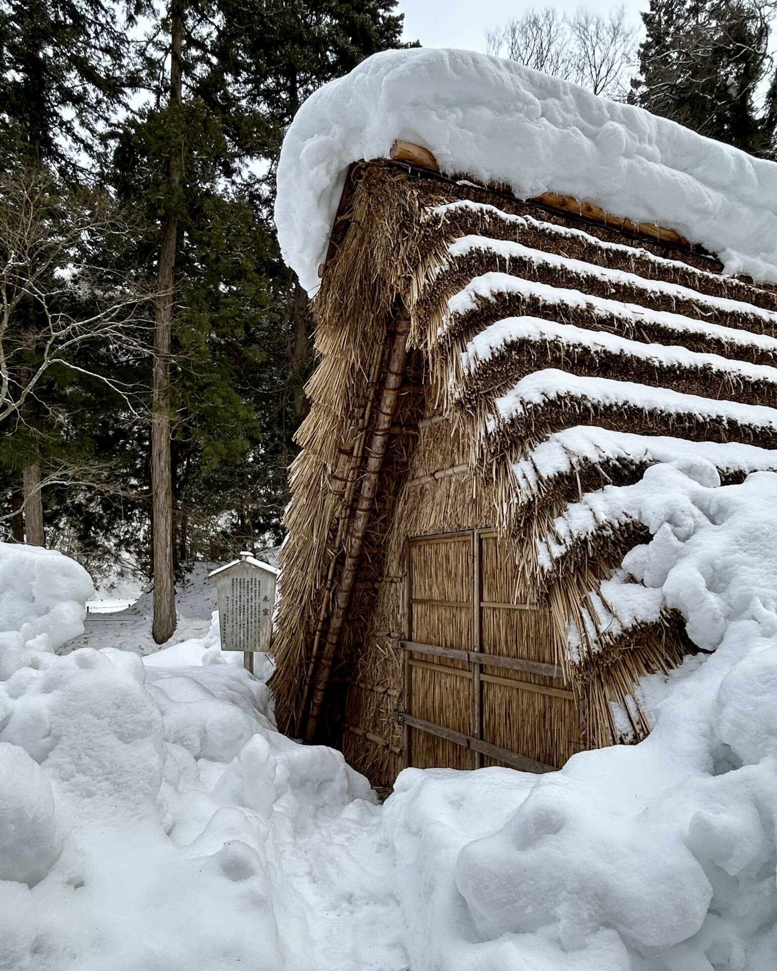 本日のおすすめ【鰯たたき・鰯軍艦・鰯塩焼】